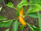 Bulgarian Carrot Pepper (2009, Aug.04)