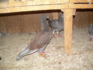 DSCN0455