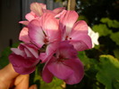 P1010351