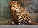LEOPARD2
