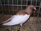 11831 jpc 0