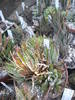 Haworthia fasciata