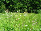 DSCF2751