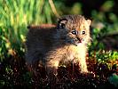 Canada Lynx Kitten