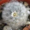 Mammillaria bocasana v. multilanata-floare de Pasti