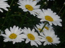 DSCI0685