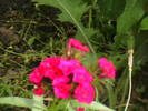 Picture 036