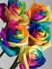 Colored_Roses_2