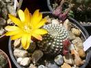Rebutia krainziana - flori galbene