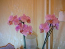 Phalaenopsis