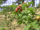 PICT0011