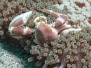 Neopetrolisthes-maculatus2[1]