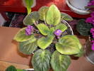 Violete de Parma