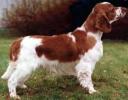 WELSH SPRINGER