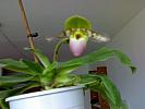 Paphiopedilum 'Pinocchio'