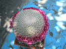 Mammillaria supertexta apical