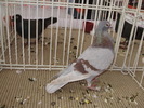 figurita 11