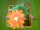 Rebutia ithycantha