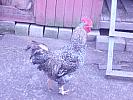 Marans