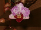 phalenopsis 5 ian. 2010