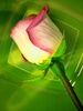 Green_Rose_Wallpaper