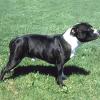 bull-terrier-de-staffordshire-001