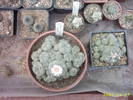 cactusi