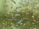 Guppy 2001 (2)