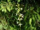 Platathera bifolia (orhidee alpina)