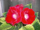 Flori 2009 012