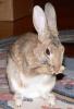 2005315115829lapin1