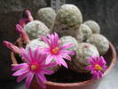Mammillaria herrerae
