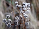 nature (118)
