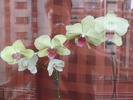DSCF0358