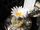 Turbinicarpus macrochele var. polaskii