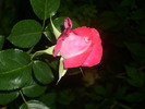 DSCI0659