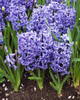 hyacinthus3