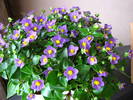 Violeta persana (Exacum Affine) 12 aug 2009 (2)