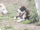 poze 01.05.2009 070