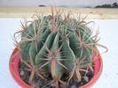 Ferocactus latispinus - Ortega 2007