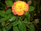 DSCI0614