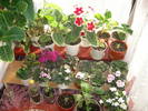 Flori-2009