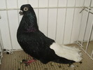 negru ca 2