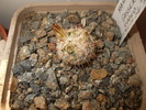 DSCF0843