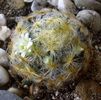 Mammillaria schiedeana v. plumosa_2