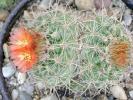 Parodia - forma bicefala