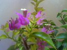 BOUGAINVILLEA