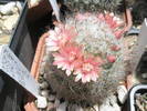 Mammillaria bocasana - 09.06