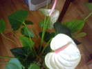 Anthurium alb