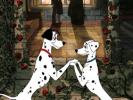 101DAL1_101 dalmatieni